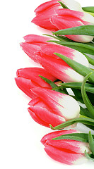 Image showing Spring Tulips