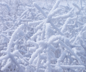 Image showing Snowy Branches