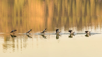 Image showing Perfect Landing