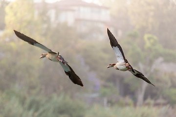 Image showing Egyptian Goose in mid flight