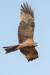 Image showing Amora in flight