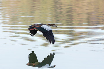 Image showing Egyptian Goose in mid flight