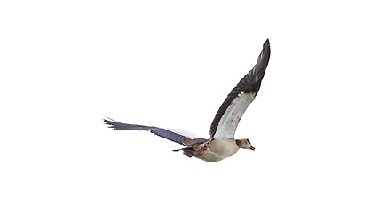 Image showing Egyptian Goose in mid flight