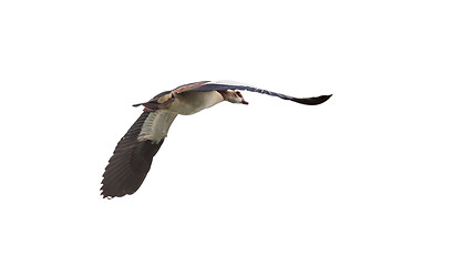 Image showing Egyptian Goose in mid flight