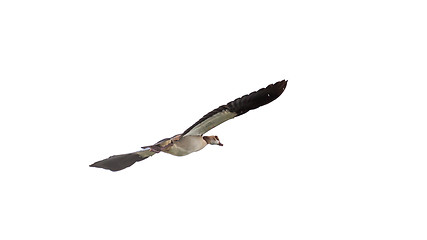 Image showing Egyptian Goose in mid flight