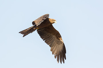 Image showing Amora in flight