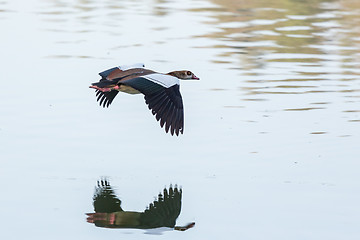 Image showing Egyptian Goose in mid flight