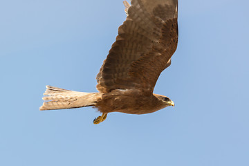 Image showing Amora in flight