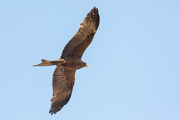 Image showing Amora in flight