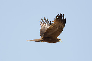 Image showing Amora in flight