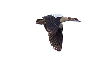Image showing Egyptian Goose in mid flight