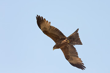 Image showing Amora in flight