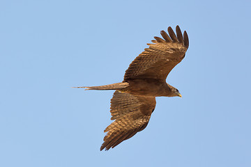 Image showing Amora in flight