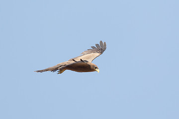 Image showing Amora in flight