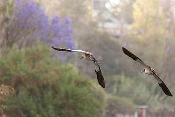 Image showing Egyptian Goose in mid flight