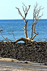 Image showing  dead tree andilana beach seaweed in indian ocean  