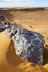 Image showing  bush old  in  the desert of morocco sahara and rock  stone sky