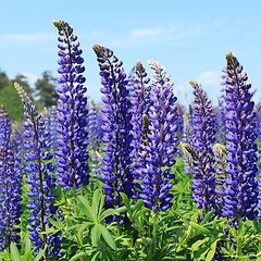 Image showing Lupin