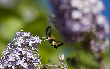 Image showing moth