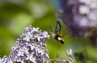 Image showing hawk moth