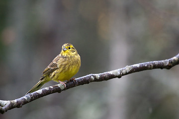 Image showing yellowhammer