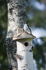 Image showing flycatcher at home