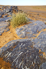 Image showing  old fossil in  the desert of morocco  bush