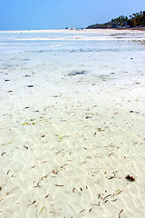 Image showing seaweed beach   in zanzibar   indian  sailing