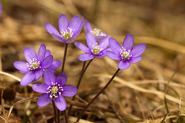 Image showing blue anemones