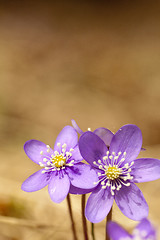 Image showing hepatica