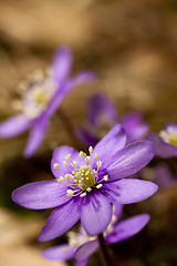 Image showing hepatica nobilis