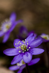 Image showing blue anemones