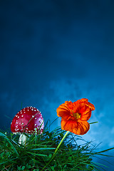 Image showing Mushroom and flower