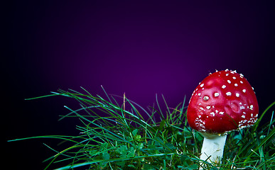 Image showing Mushroom