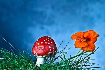 Image showing Mushroom and flower