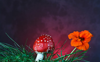 Image showing Mushroom and flower