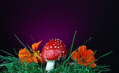 Image showing Mushroom and flower