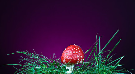 Image showing Mushroom