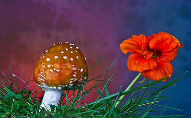 Image showing Mushroom and flower