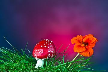 Image showing Mushroom and flower