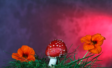 Image showing Mushroom and flower