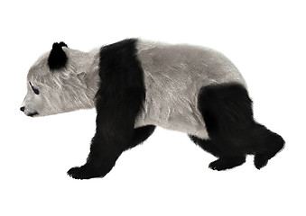 Image showing Panda Bear