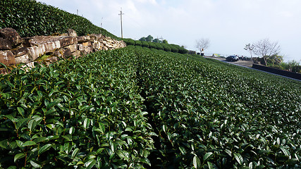 Image showing Tea Plantation on highland