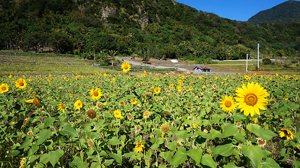 Image showing Sunflower field with sunny summer sky