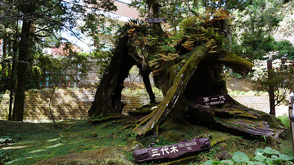 Image showing Three generations tree in Alisan 