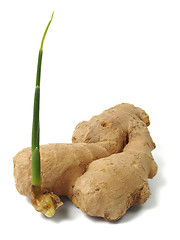 Image showing Ginger