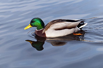 Image showing Wild duck (male)