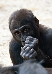 Image showing Gorilla