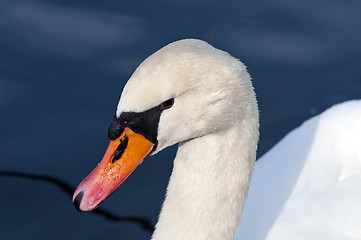 Image showing Swan