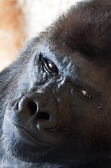 Image showing Gorilla